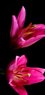 Vibrant pink lilies on black mobile wallpaper.