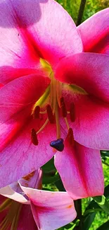 Close-up of a vibrant pink lily in full bloom with lush green background.