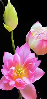 Vibrant pink lotus flowers on a black background.