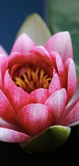 Wallpaper featuring a blooming pink lotus on a dark background.