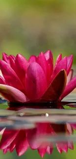 Vibrant pink lotus flower reflected on water.