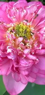 Close-up of a vibrant pink lotus flower with rich, colorful petals and green center.