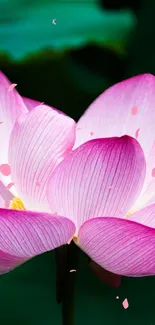 Pink lotus blossom against a green background.