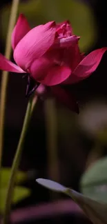 Close-up of a vibrant pink lotus blossom in nature.