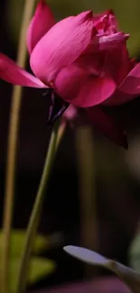 Pink lotus blossom against dark background.