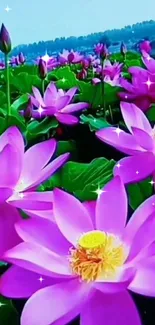 Vibrant mobile wallpaper of pink lotus flowers.