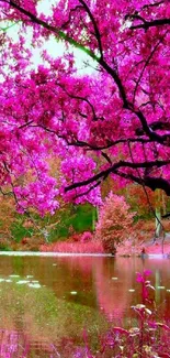 Vibrant pink blossom trees reflecting in a lake.