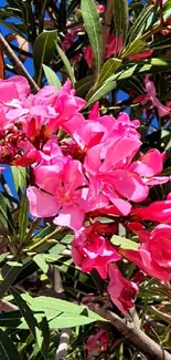 Vibrant pink oleander flowers with green leaves.