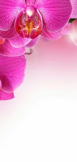 Vibrant pink orchid flower on white background.