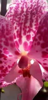 Close-up of vibrant pink orchid flower petals.