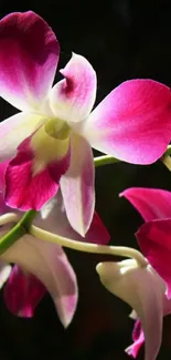 Close-up of vibrant pink orchids against a dark background.