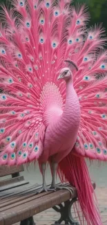 Pink peacock with full display of vibrant feathers.