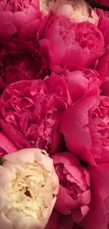 Close-up of vibrant pink peonies in bloom, creating a stunning floral wallpaper.