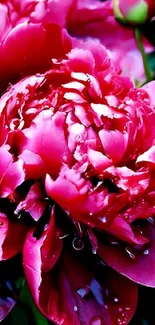 Vibrant pink peony blooms with dewdrops mobile wallpaper.