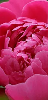 Vibrant pink peony flower with lush petals.