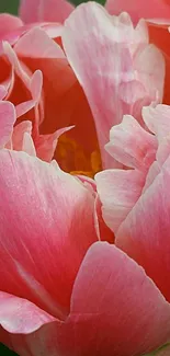 Close-up of a vibrant pink peony blossom in full bloom.