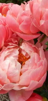 Vibrant pink peony flowers in full bloom, perfect for a mobile wallpaper.