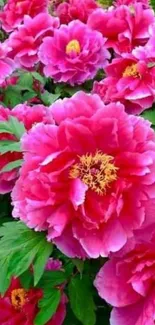 Vibrant pink peony blossoms with lush green leaves.