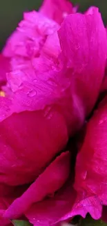 Close-up of vibrant pink peony flower, showcasing lush petals.