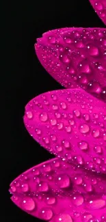 Close-up of pink flower petals with dew.