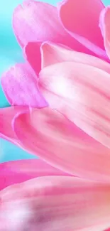 Close-up of pink petals with turquoise background, perfect as a vibrant floral wallpaper.