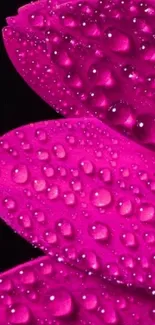 Vibrant magenta petals with water droplets, perfect for phone wallpaper.