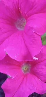 Bright pink petunia flowers close-up.