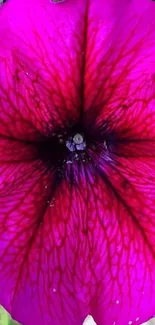 Close-up of a vibrant pink Petunia flower with intricate details.