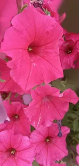 Vibrant pink flowers in full bloom close-up.