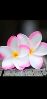 Vibrant pink plumeria flowers on rustic wood surface.