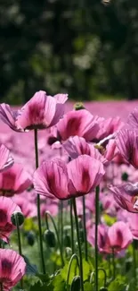 Pink poppies bloom with lush green leaves, creating a vibrant floral scene.