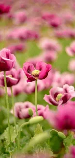 Vibrant field of pink poppy flowers in bloom.