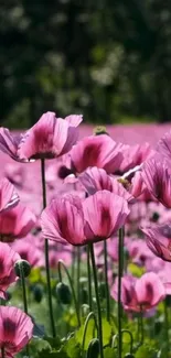 A vibrant field of pink poppies under a clear sky.