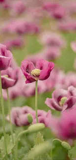 Beautiful wallpaper of a pink poppy field in full bloom.