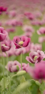 Pink poppy field creating a serene and vibrant floral mobile wallpaper.