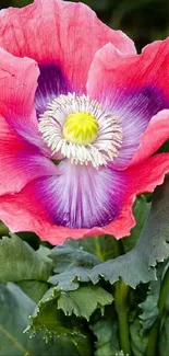 Vibrant pink poppy flower with green leaves.