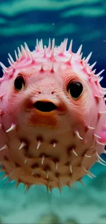 Vibrant pink pufferfish swimming underwater with detailed spikes.