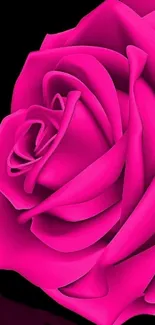 Vibrant pink rose on a black background, perfect for a bold phone wallpaper.