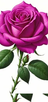 Vibrant pink rose with green leaves wallpaper art