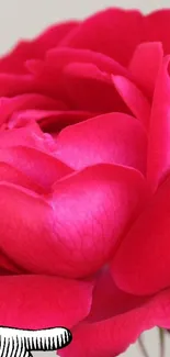 Vibrant pink rose bloom against a delicate background.