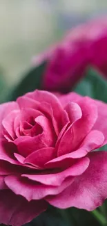 Mobile wallpaper featuring a vibrant pink rose in full bloom with lush green leaves.