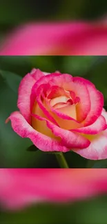 A vibrant pink rose with lush petals blooms in detail.