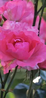 Close-up of vibrant pink rose in bloom, showcasing petals.