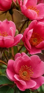 Close-up of vibrant pink roses in full bloom.