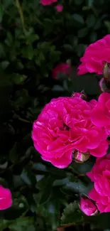 Vibrant pink roses in full bloom against lush green foliage.