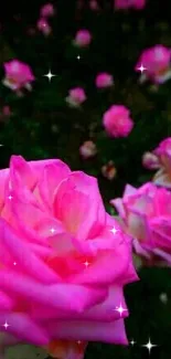 Vibrant pink roses blooming beautifully in nature.