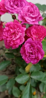 Vibrant pink roses in full bloom with green leaves.