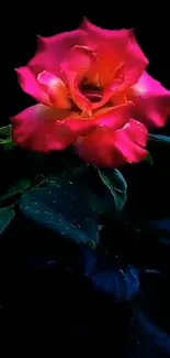 Vibrant pink rose against dark background