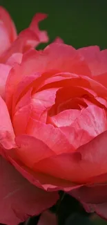 Close-up of a vibrant pink rose in full bloom with green background.