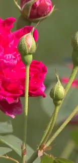 Close-up of a vibrant pink rose blossom with green buds.